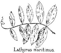 LATHYRUS.PCX