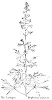 LARKSPUR.PCX