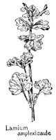 LAMIUM.PCX
