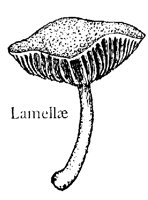LAMELLAE.PCX