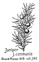 JUNIPER2.PCX