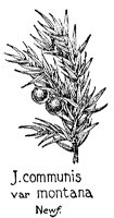 JUNIPER.PCX