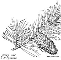 JRSYPINE.PCX