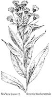 IRONWEED.PCX
