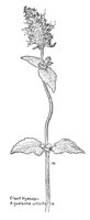 HYSSOP.PCX