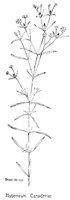 HYPRICUM.PCX