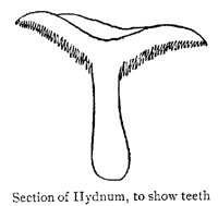 HYDNUM.PCX