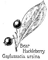 HUCKLEB4.PCX