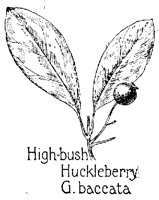 HUCKLEB3.PCX