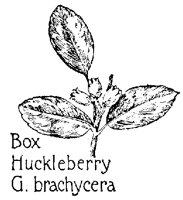 HUCKLEB.PCX