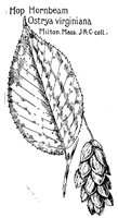 HRNBEAM2.PCX