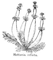 HOTTONIA.PCX