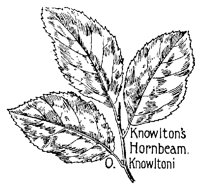HORNBEAM.PCX