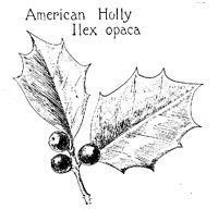 HOLLY4.PCX