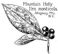 HOLLY2.PCX