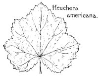 HEUCHERA.PCX