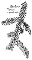 HEMLOCK3.PCX