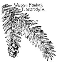 HEMLOCK2.PCX