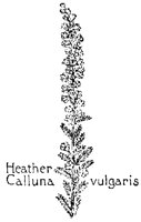 HEATHER.PCX