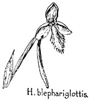 HBLEPHAR.PCX