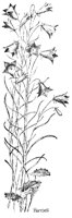 HAREBELL.PCX