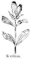 GVILLOSA.PCX