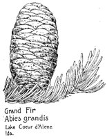 GRANDFIR.PCX