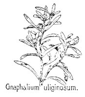 GNAPHAL.PCX