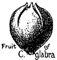 GLABRA.PCX