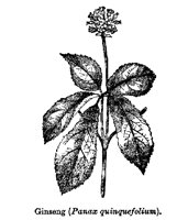 GINSENG2.PCX