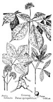 GINSENG.PCX