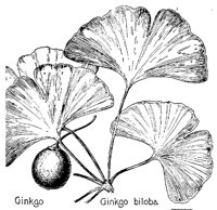 GINKGO.PCX