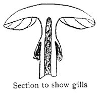 GILLS.PCX