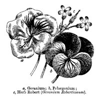 GERANUM6.PCX