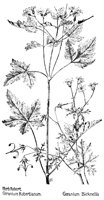 GERANUM5.PCX