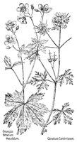 GERANUM4.PCX