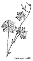 GERANUM3.PCX