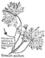 GERANUM2.PCX