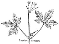 GERANIUM.PCX