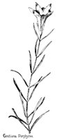 GENTIANA.PCX