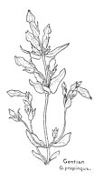 GENTIAN7.PCX