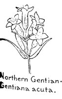 GENTIAN6.PCX