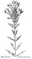 GENTIAN5.PCX