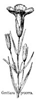 GENTIAN3.PCX