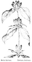 GENTIAN2.PCX