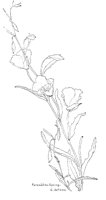 GELFLORA.PCX
