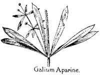 GALIUM.PCX