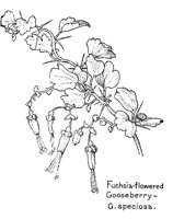 FUSHIA.PCX