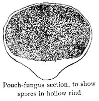 FUNGUS.PCX