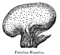 FUNGI9.PCX